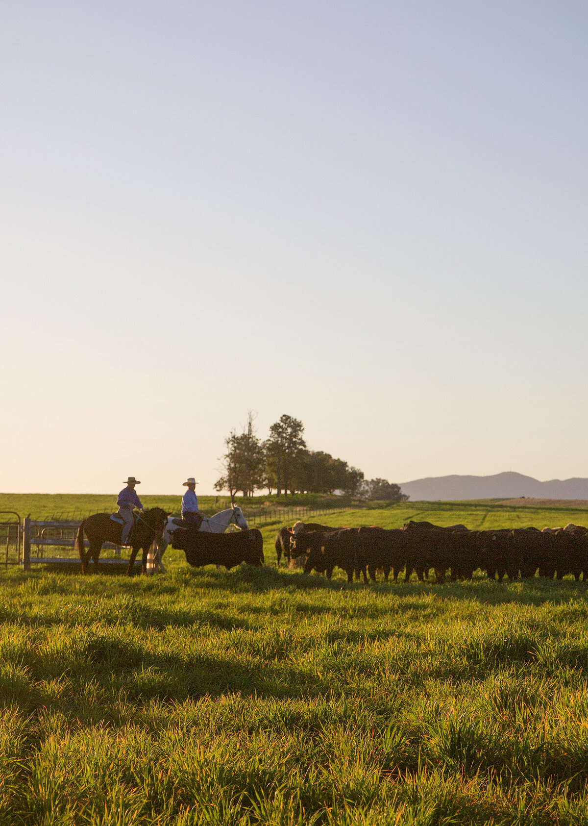 3R Beef Cattlemen riding horses and herding cattle