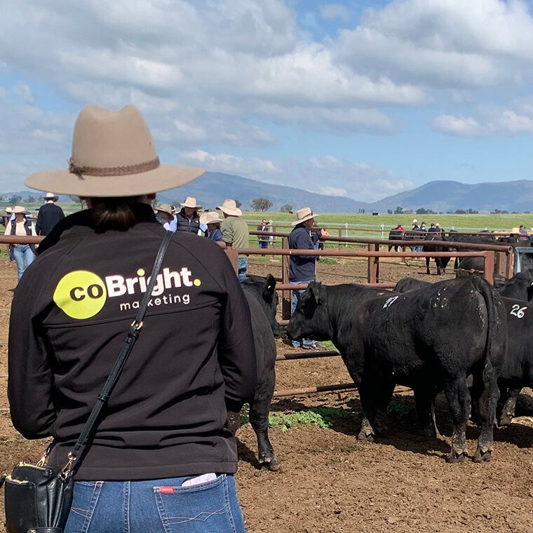 CoBright at 3R Beef's bull sale at Goonoo Goonoo Station