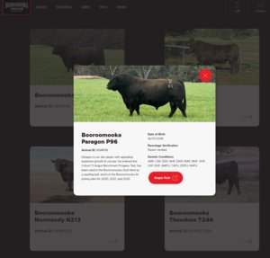 Booroomooka website cattle profile