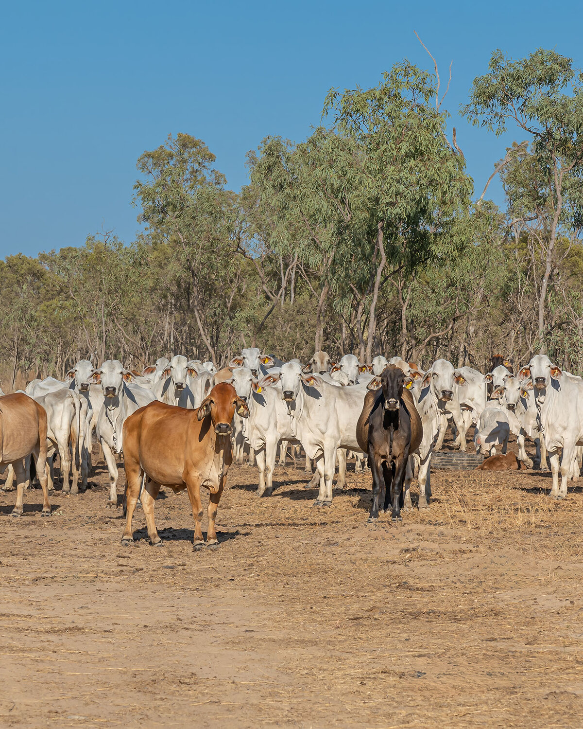 Herd of cattle in a dry dirt paddock all looking at the camera