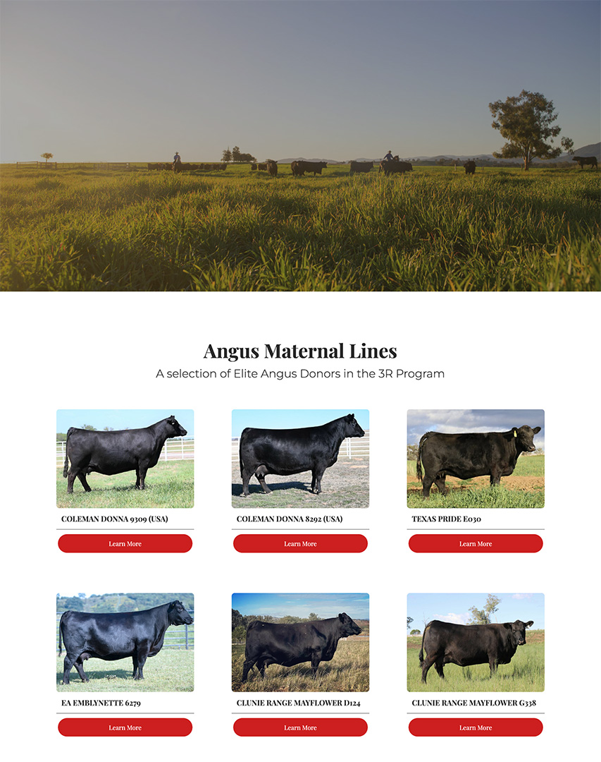 3R Beef website angus genetics